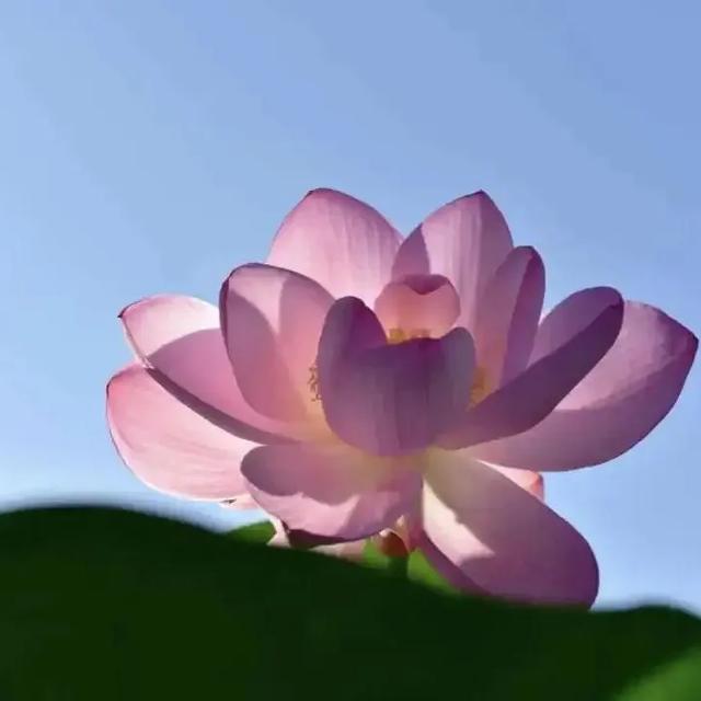 北国赏荷正当时！黑龙江绝美赏荷攻略