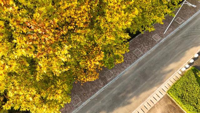 打卡心形湖！重庆这个公园美成油画