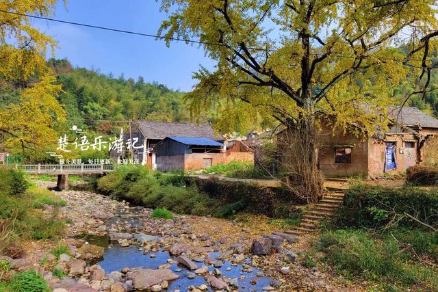 浙江宁波这两处银杏赏地比邻而居，又进入最佳观赏季，拍照很出片