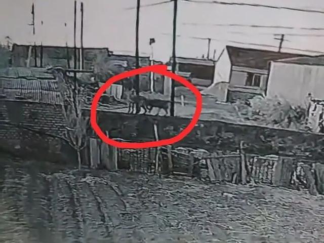 辽宁一农户17只羊一夜之间被不明生物咬死，警方回应：已接到相关警情，但羊群被什么生物咬死暂不确定