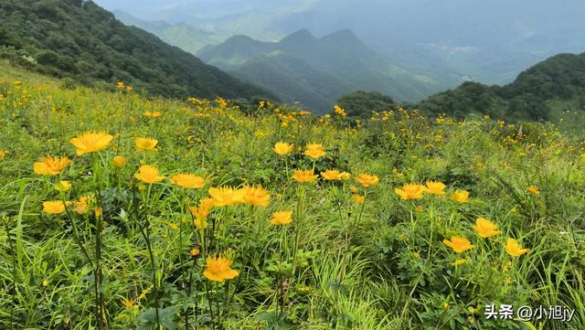 来呀，去白云山看金莲花，辽阳县大黑山风景区境内的白云山