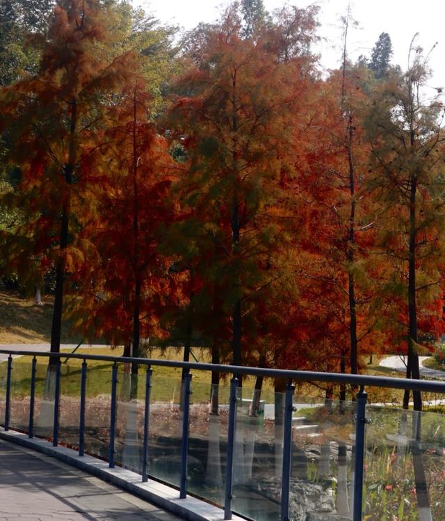 秋冬限定浪漫！接下来佛山6大落羽杉打卡地赶紧收藏！