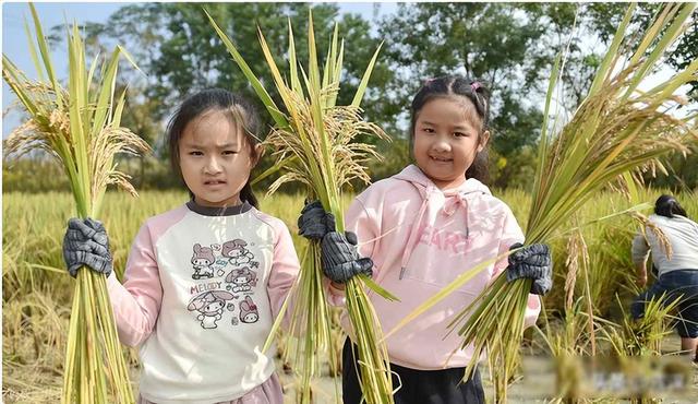千万别大意！稻田里藏境外间谍，偷几粒种子竟能端14亿人饭碗？