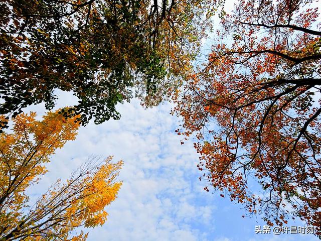 许昌人，周末赶紧出门观赏！再晚就来不及了……