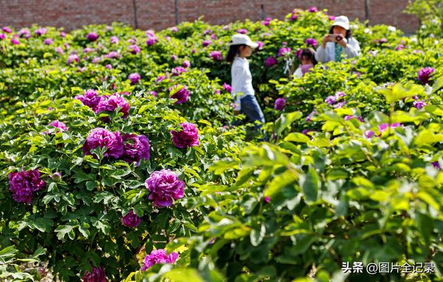 山西襄汾：乡村牡丹醉游人