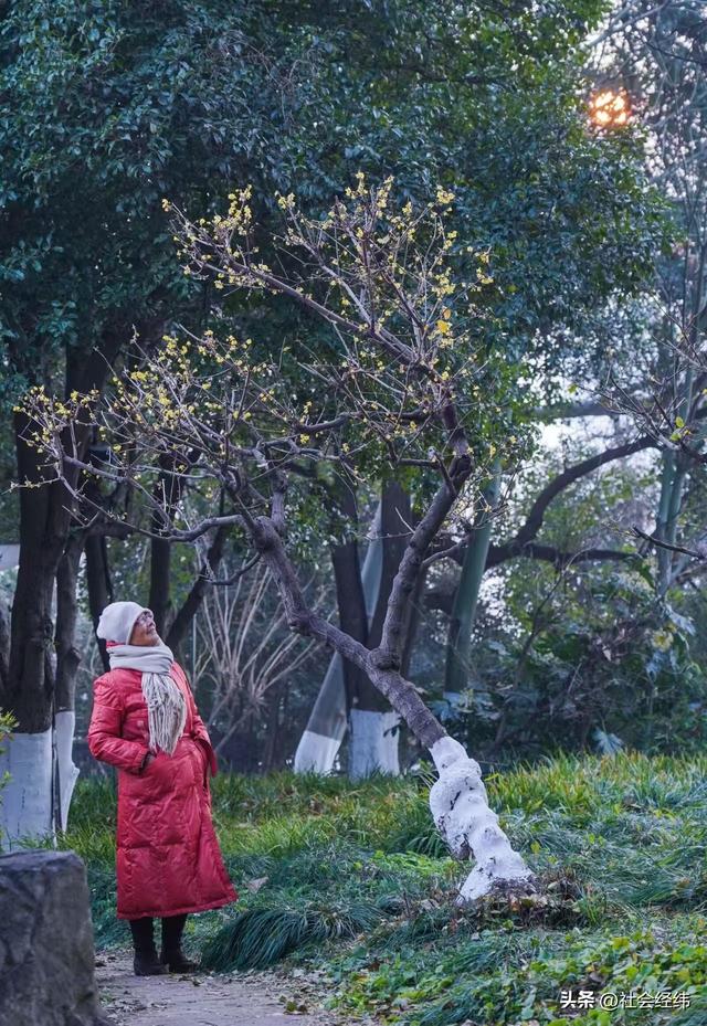 每日一景|冬日玄武湖景色