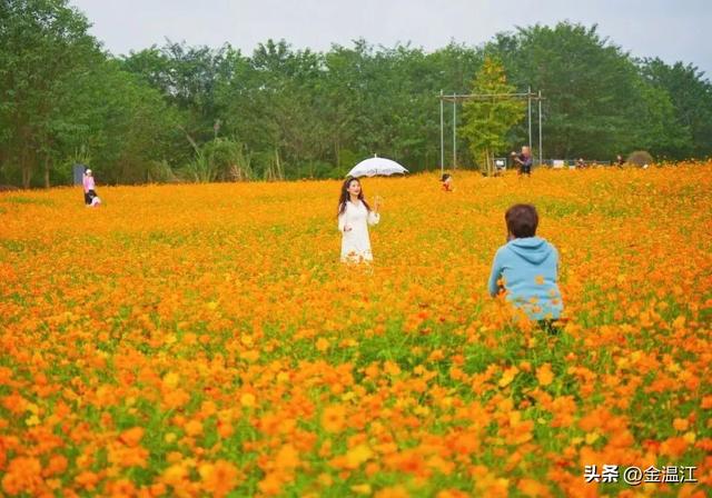 打开秋日温江，这样“梗”有料→