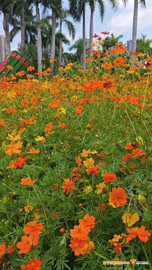 夏日限定美景！南宁这片硫华菊花海正盛放