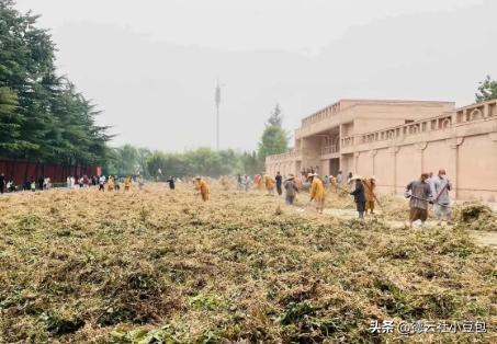 上任48小时，燃起少林寺三把火：印乐法师能否颠覆少林商业恶疾