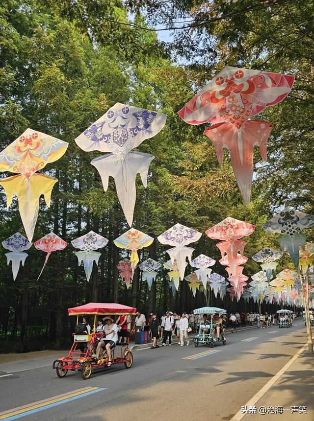 水杉的魅力，水杉大道水杉路，这是哪座城市?猜一猜吧