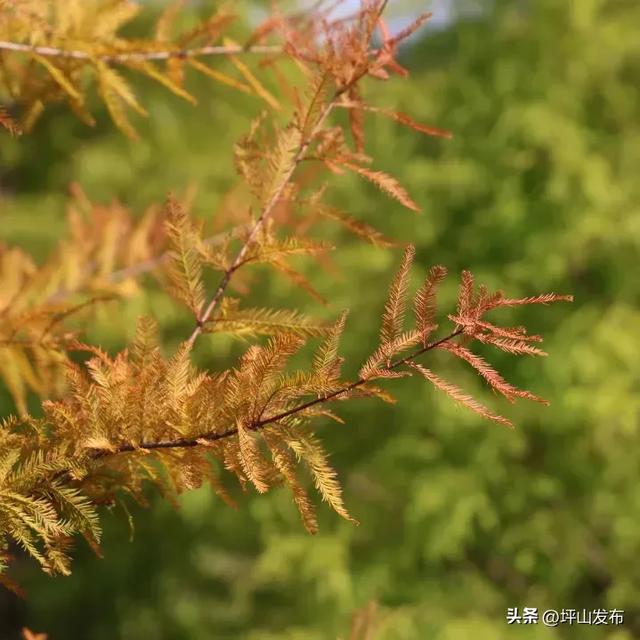 落羽杉红了！深圳坪山最浪漫的“美拉德季”如约而至