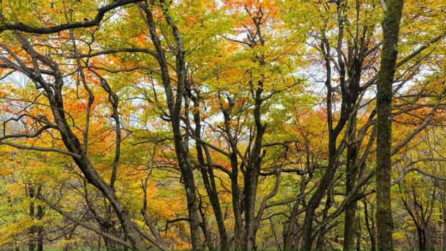 叮！龙头山秋日余额已不足！期待新一轮的冬雪到来~