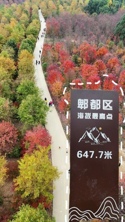 郫都横山村漫山红枫上线，快来赴一场初冬的诗意之约吧~