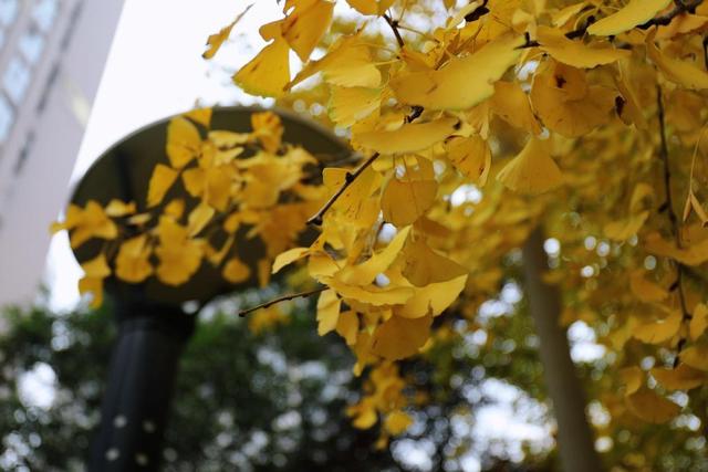 满城尽带“黄金甲” 来高新区邂逅“银杏的幸福时光”