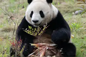 “滚滚”美照｜大熊猫“妮小”图片