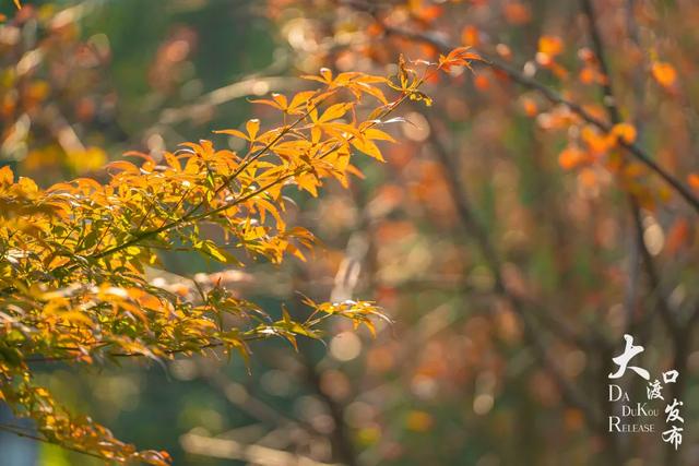 大渡口冬日“顶流”红了