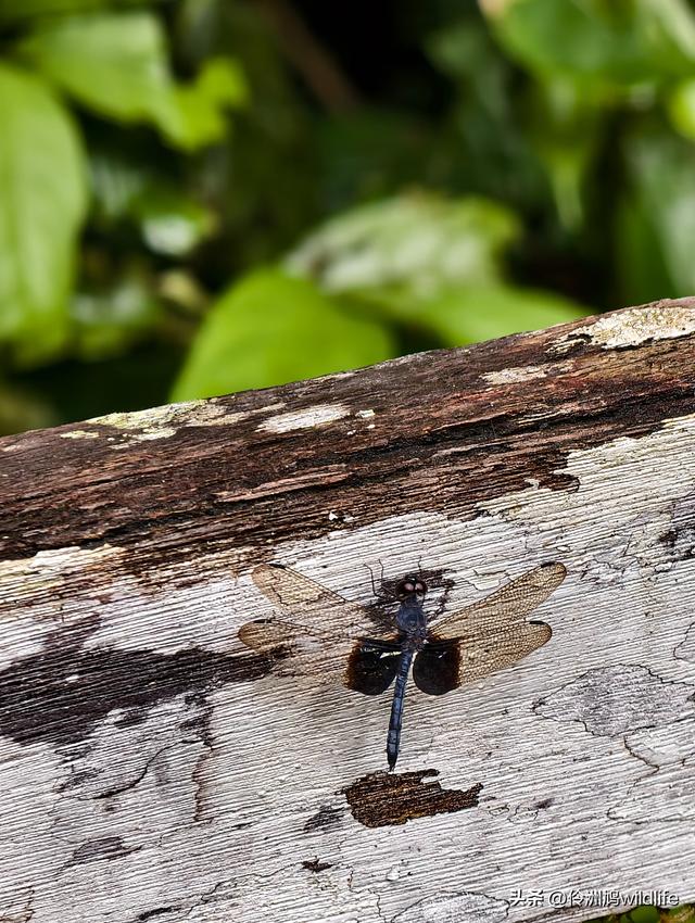 马来西亚(30)砂拉越州④姆鲁山徒步线路