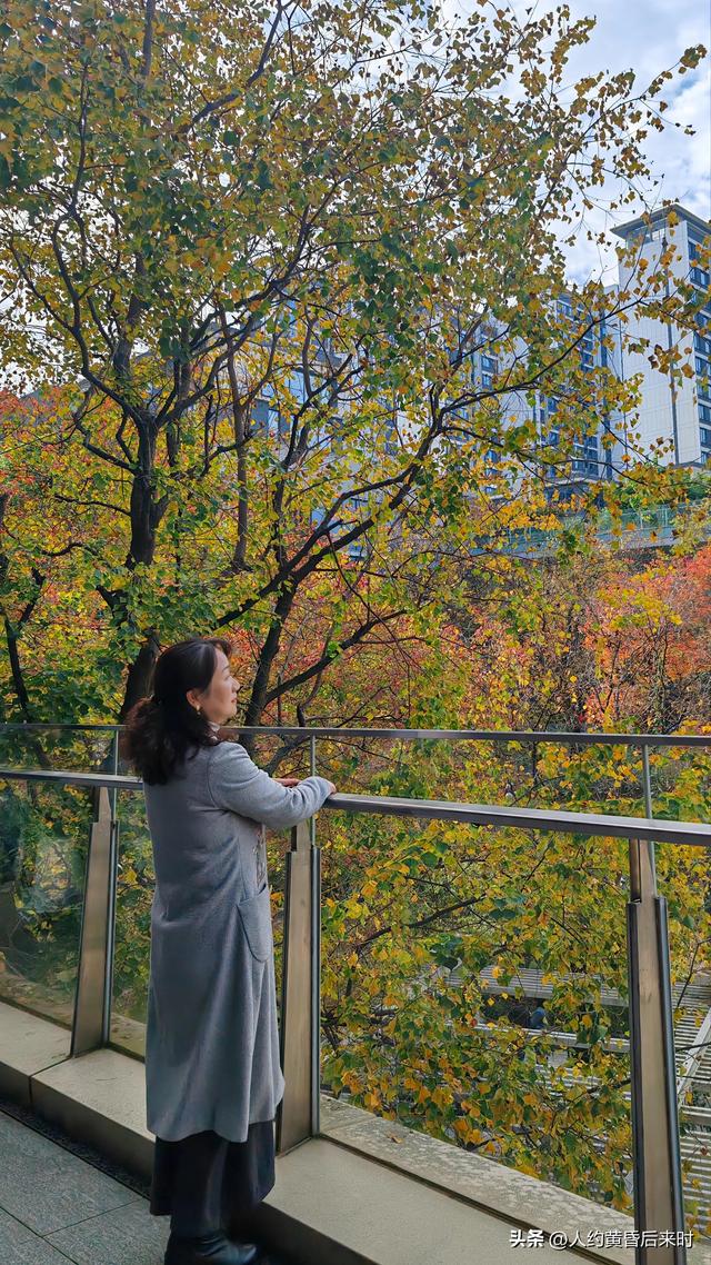 这几日的阳光很给力，银杏、乌桕、水杉相继上线。