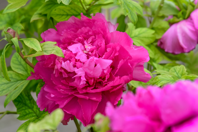 冬日晴好，九龙花木太出片了！