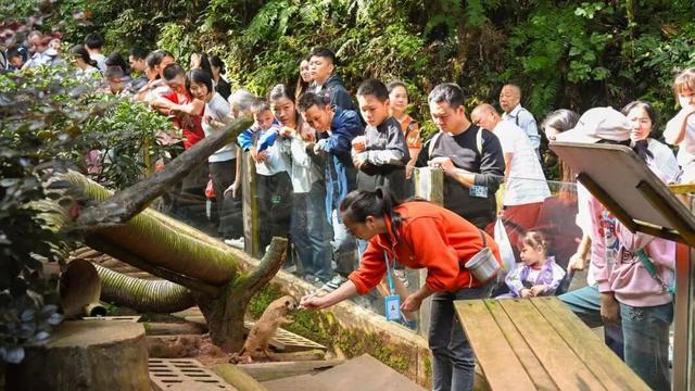 @全国中小学生：这个秋假，免门票畅玩碧峰峡！来与动物交朋友，打卡领熊猫奖牌啦！
