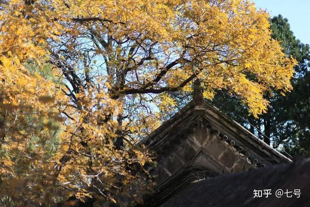 在八大处，寻到了北京最美的秋