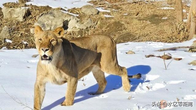 来这儿！能和虎狼零距离！