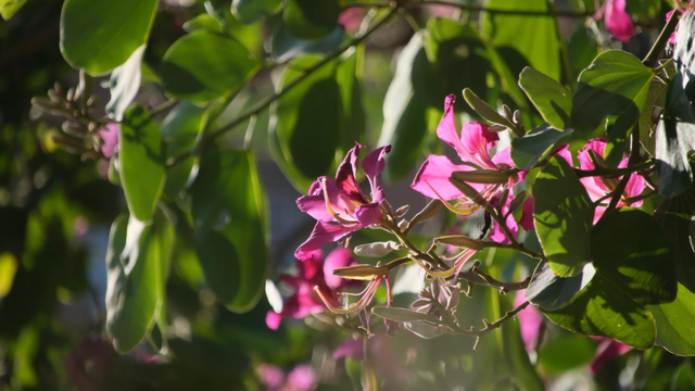 西昌12月“爆改”冬天？这条粉色大道开满了花