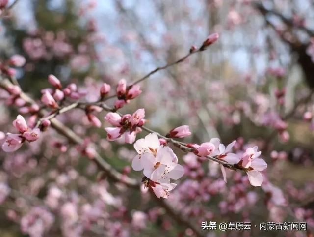 呼和浩特赏花攻略：最佳地点+公交出行指南