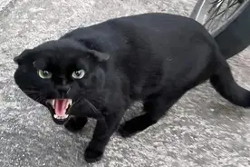 网友遇到一只超凶的流浪猫，果断拿出猫条，脸也变得太快了！图片