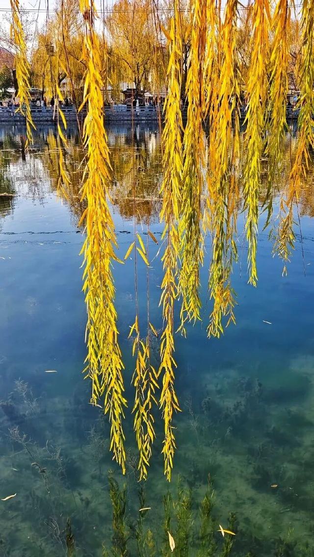 2025四季巡礼！100位寻美客邀你共绘最美泉城图鉴