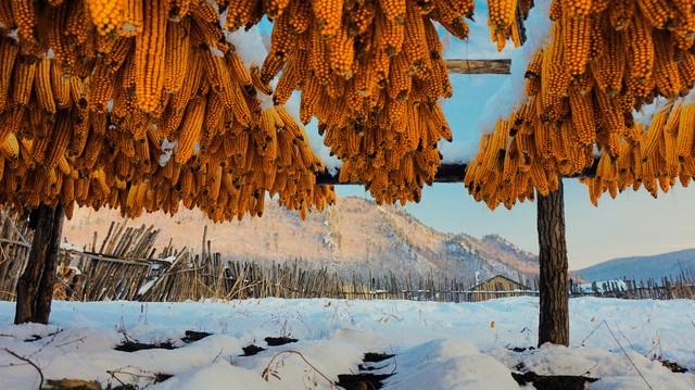 “冷不冷，看十月初一”，今日十月初一，今年冬天会十分寒冷吗？