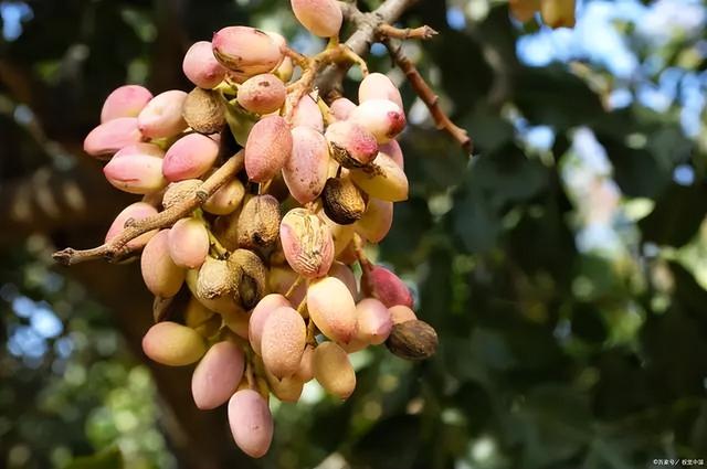 草原花海，塞外江南——超全新疆伊犁旅游攻略