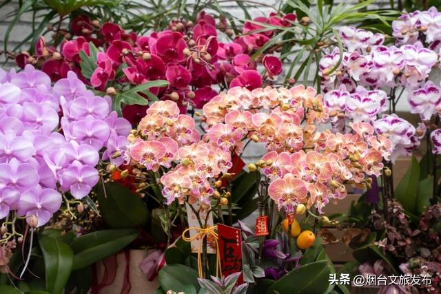 【乐游烟台】周末好去处丨全是花花！烟台神仙小店被花包围了