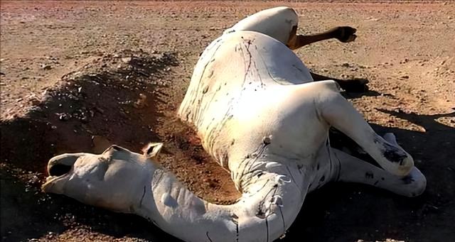 沙漠中若遇到渴死的骆驼千万不能碰，为什么？碰了后果很严重吗？