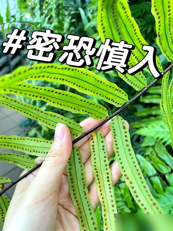 “阴花不能进阳宅”！家里若有这5种花，请赶紧“搬出去”！