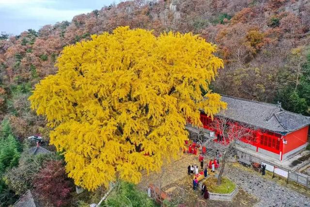 山东:时至初冬,银杏正当时