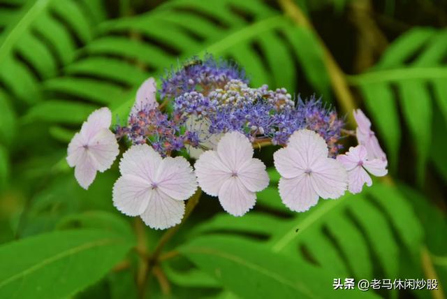 茨竹沟——鸡冠山深处的清凉秘境