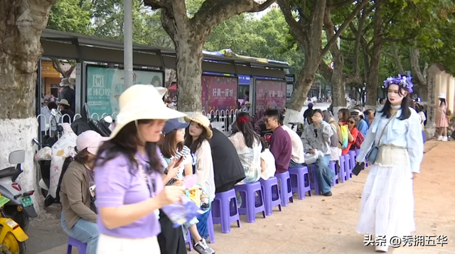 已经开始排队了！蓝花楹赏花巴士试运行