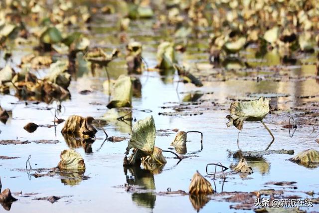 立冬已至，潍坊的秋意仍浓，这里的风景绝美