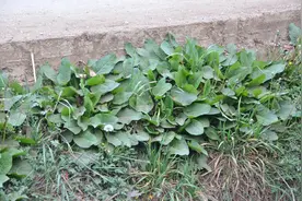 野菠菜也叫土大黄，金不换，煮水作用厉害了，野外看到拔些备用图片
