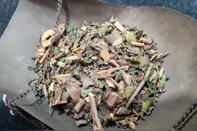桑寄生，吸取桑树之精的补肝肾祛风湿药图片