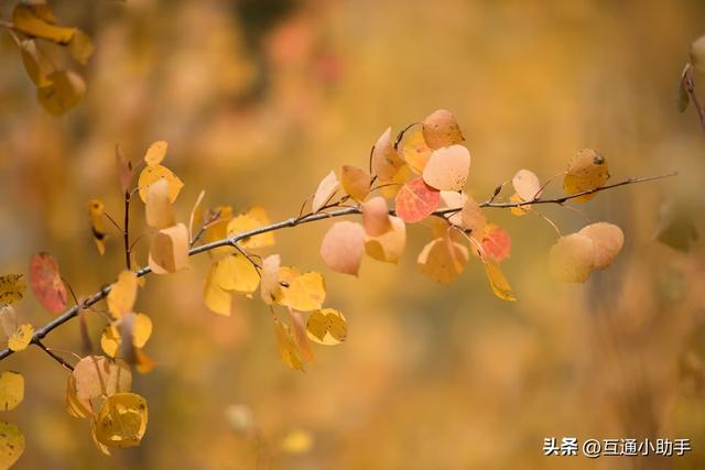 尼康105mm f/1.4E 评测：一款具备极致锐度与绝美散景的人像镜头