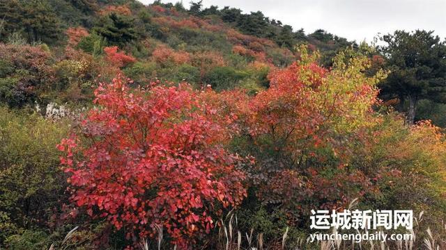 “淡季不淡”，运城文旅持续火热
