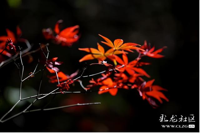 冬日里的红枫恋