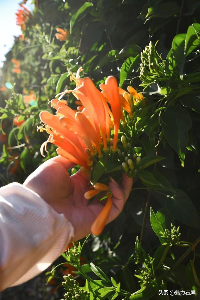 超治愈~石屏这片炮仗花海藏不住了🧡