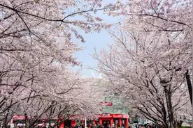 春风十里，美好如期！2024虹口都市樱花节即将开启~图片
