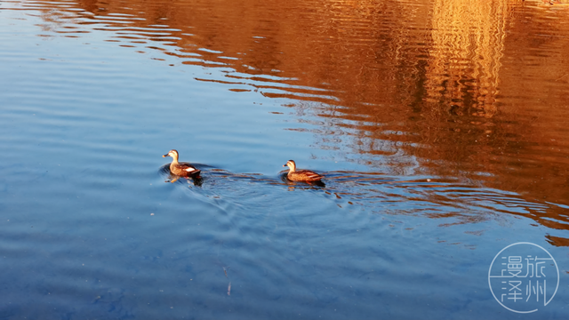 新年过后，泽州来了一群“稀客” →