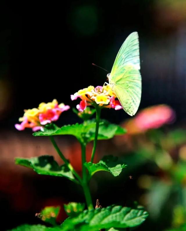 马上来“临” “沂”起过年｜爬一座沂蒙的山