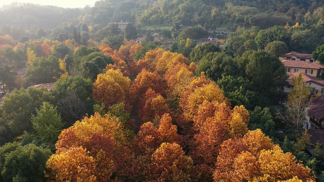 轨道直达！重庆“顶流”梧桐大道已经美到next level了！