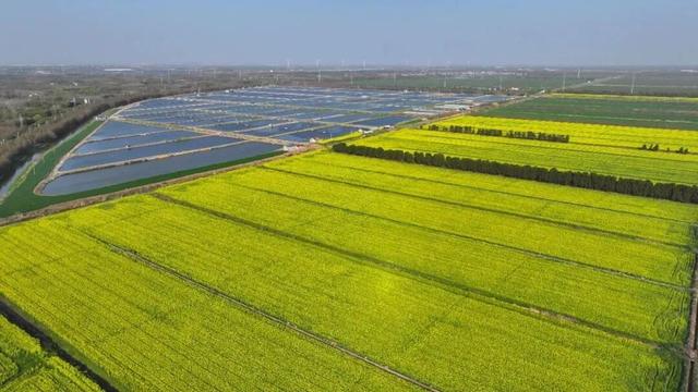 黄企生 随笔：金浪涌崇明，三月菜花黄——崇明岛游记之七十六